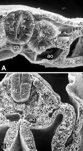 Check spelling or type a new query. Formation And Differentiation Of The Avian Sclerotome Springerlink