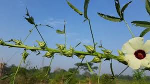 Image result for Hibiscus diversifolius