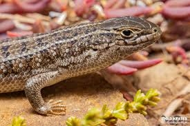 Image result for Kedrostis capensis