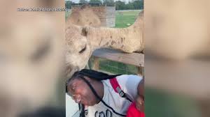 7 see you that man standing over there? Hilarious Video Camel Chows Down On Jackson Woman S Hair At Brandon Safari
