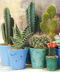 Proper christmas cactus care may be a bit different from what you'd expect of the usual desert cacti, as these are. 14 Hardy Houseplants That Will Survive The Winter Desert Plants Cacti And Succulents Cactus Plants