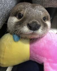 Otters do not make good pets. Wake Up Human Otters Cute Cute Animals Cute Baby Animals