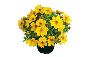 Check spelling or type a new query. Bidens Zweizahn Goldmarie Pflanzen Und Pflegen Mein Schoner Garten