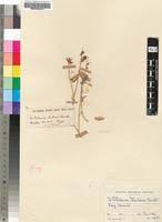 Image result for Crotalaria distans