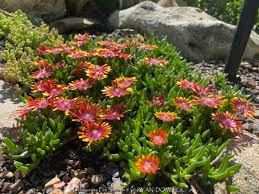 Image result for Delosperma mahonii
