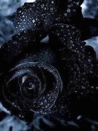 The Black Rose Black Rose Flower Black Rose Black Flowers