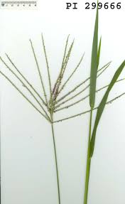 Image result for Digitaria milanjiana