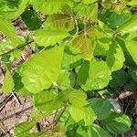 Image result for Vitex madiensis