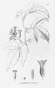 Image result for Cayaponia