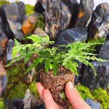 Image result for Pteris friesii