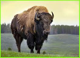 Wilayah lingkar artik (alaska, kanada bagian utara): 15 Hewan Liar Khas Amerika Serikat Ekor9 Com Ekor9 Com