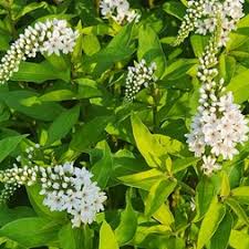 Image result for Lysimachia barbata