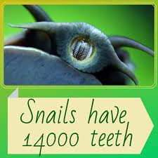 Snail Teeth Best Pets For Kids Animals For Kids Low Maintenance Pets