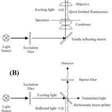 Light Paths Of A A Transmitted Light Fluorescence Microscope And B An Download Scientific Diagram