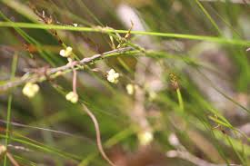 Image result for Cassytha pondoensis