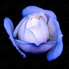 Image result for karangan bunga mawar biru