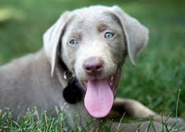 The most common silver lab puppies material is metal. Silver Labrador Retriever Puppy Nyx Greeting Card For Sale By Iris Richardson