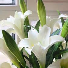 Check spelling or type a new query. China Nice Discount Fresh Cut Flower Long Stem White Lily For Decoration China White Lily And Fresh Cut Flower Price