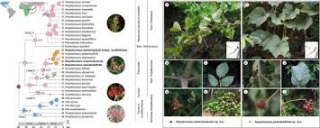 Image result for Ampelocissus obtusata