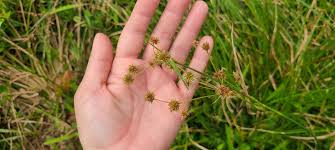 Image result for Rhynchospora holoschoenoides