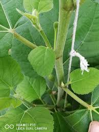 Buah tin yang namanya diabadikan dalam al qur'an. Variati Ipoh Figs Farm Buah Tin Dan Pokok Tin Ipoh Facebook