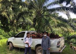 Recruitment terms and conditions of foreign workers. Malaysia Farms Face 3 Billion Hit From Palm Oil Worker Shortage The Japan Times