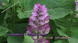 Image result for Salvia pratensis `Rose Rhapsody