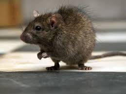 Birmingham Overrun By Unbelievably Big And Heavy Rats As Numbers Getting Rid Of Rats Animals Pet Rats