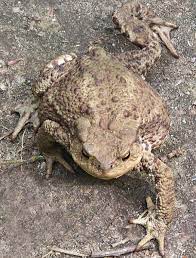 See full list on petco.com How To Keep A Wild Toad As A Pet Pethelpful