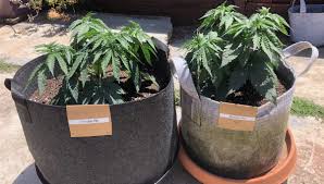 Maybe you would like to learn more about one of these? Best Pot Size For Cannabis Grow Growdiaries
