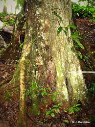 Image result for Zanha golungensis