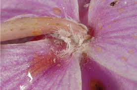 Image result for Cissus schmitzii