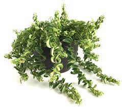 Rasta lipstick plants are known for their maroon flowers with foliage that twists in a tight curl. House Plant Twisted Lipstick Plant Unique And Unusual Indoor Plants For Your Home Decor Jaydeemahs Com