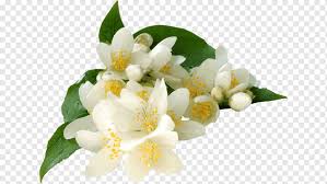 Jasmine is one of the most prevalent flowers in modern fragrances. Jasminum Grandiflorum Absolute Essential Oil Common Jasmine Muha Perfume Oil Flower Png Pngwing