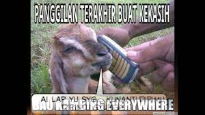 Meme Lucu Kambing Kurban Menjelang Hari Raya Idul Adha Youtube