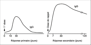 Immunogenicite Des Vaccins Immunologie De La Vaccination Professionnels De La Sante Msss