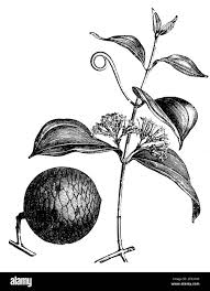 Image result for Strychnos