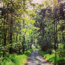 Pathway In The Woods Horseshoe Bend Park Frenchtown New Jersey By Angela Frenchtown Wonders Of The World Oil Painting Landscape