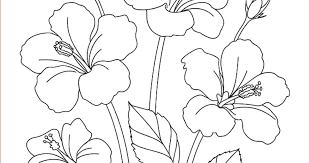 Bunga merupakan salah satu objek yang sangat menarik untuk diabadikan terlebih ketika sedang mekar. 30 Gambar Sketsa Bunga Mudah Bunga Matahari Mawar Tulip Sakura Teratai Sepatu Melati Dll Seni Budayaku