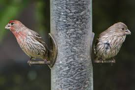 fabulous finches: birds wear colors
