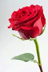 One Rose Star My Love History And After Four Years Its Like One Day For Me Slvh Rlc Beautiful Red Roses Best Roses Rose Buds