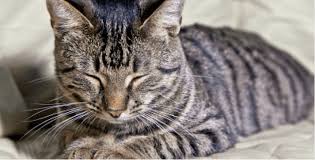 Short hair black cat laying down on stub in outdoors on blurred nature background. Gray Tabby British Shorthair Novocom Top