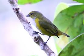 Black Bird With Bright Yellow Belly Rufous Bellied Euphonia Euphonia Rufiventris Female Bird Species Species All Birds