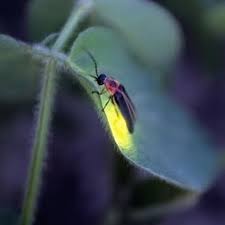 #la grasa de las capitales #seru giran #charly garcia. Charly Garcia Seru Giran Viernes 3 Am By Gzus