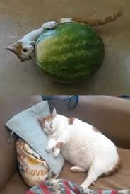 We did not find results for: Pin On Cats And Watermelons