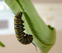 4 crece nace se reproduce muere las principales etapas de la vida de 19 existen otros insectos cuyo ciclo de vida es de 4 etapas como la mariposa, entre ellos encontramos: Ciclo De Vida Monarca Ask A Biologist