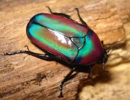 Image result for Odontosoria africana