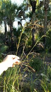 Image result for Hyparrhenia rudis