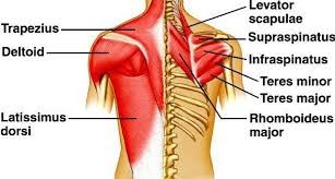 Muscles of the back can be divided into superficial, intermediate, and deep group.since the all the back muscles originate in embryo (fetus) form by locations other than the back. Back Muscles Science Online