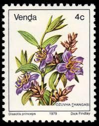 Image result for Dissotis princeps